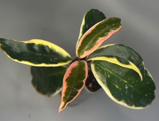Hoya Crimson Queen