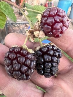 Boysenberry Plants, Starting at $5