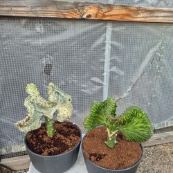 Mermaid Tail Cactus 8" Ceramic Pot $10 Each