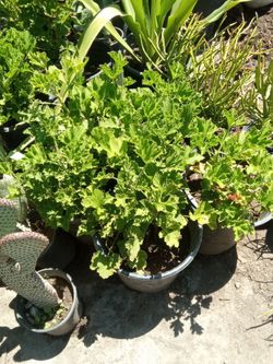 Geranios plant 5 Gal