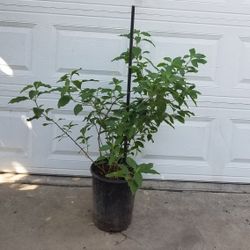 Planta de nicle. Plant