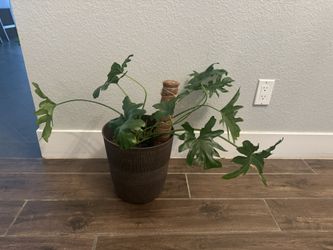 Large Philodendron Plant