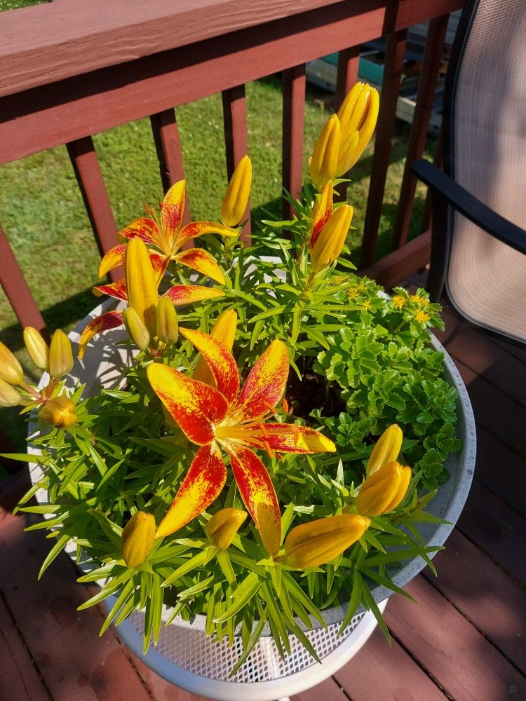 Flower In Pot With Stand