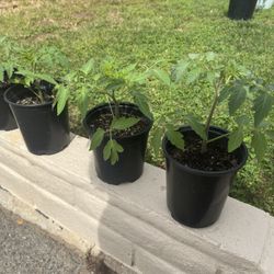 San Marzano Tomato Plants (1-Gallon) - Hardened Off, Ready to Plant 🍅 