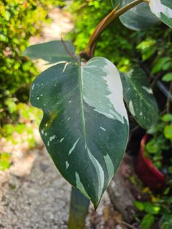 Philodendron White Night