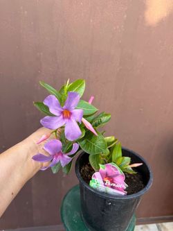 6” purple mandivilla
