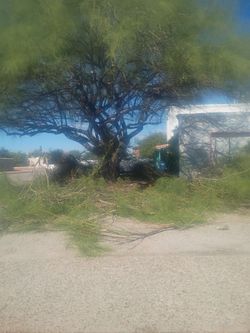 REMOVE TREE
