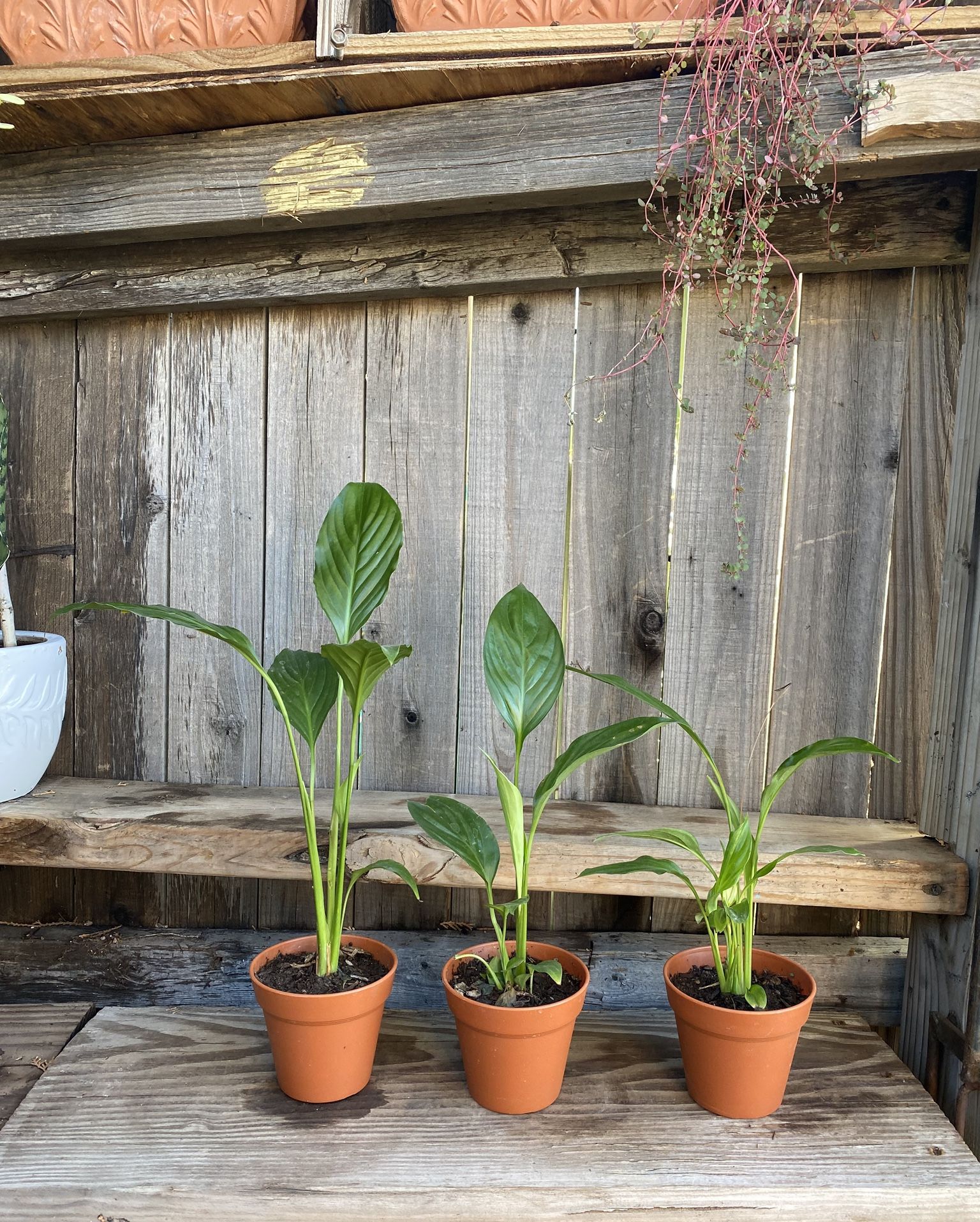 Indoor Peace lily Plant