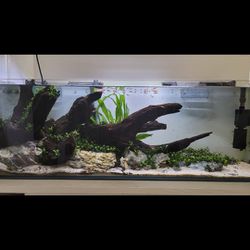 Aquarium Fish Tank 15 Gallon Shrimp Plants Aquascape
