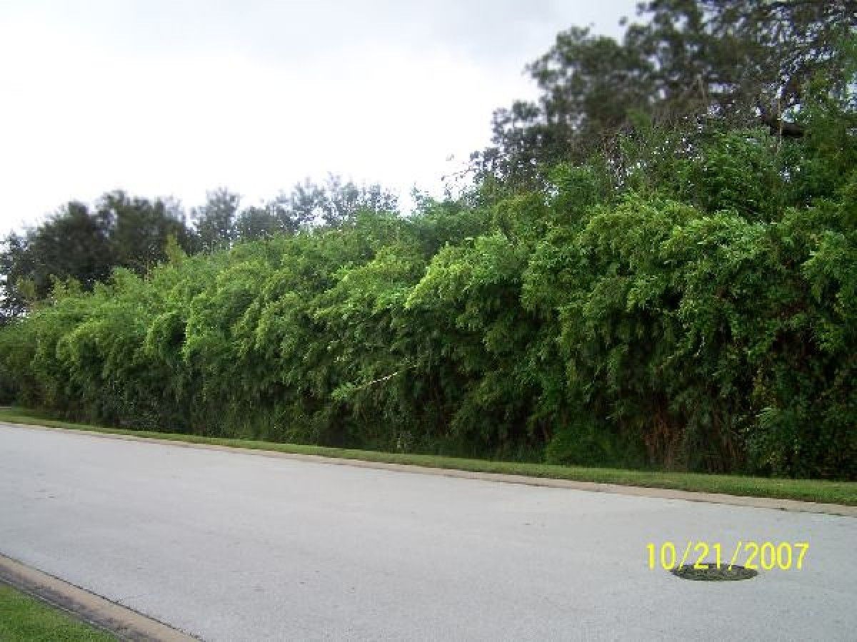 Clumping Bamboo for Privacy ~ Large Inventory ~ Expert Advice