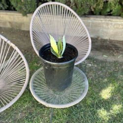 Agave Americana Plant 