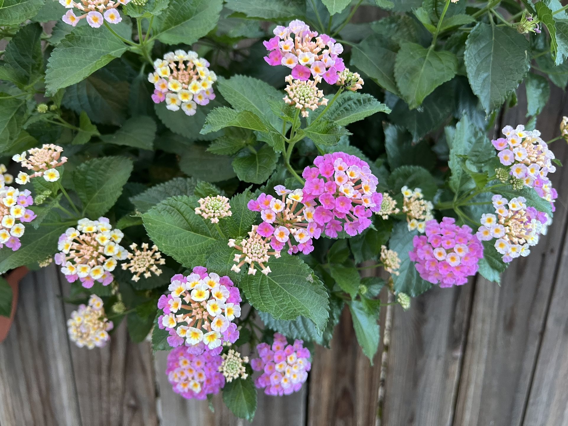 Lantena Plants In A Wall Hanging Planter