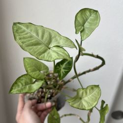 Syngonium