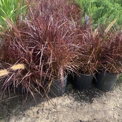 Purple Founting Grass 