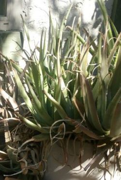 Aloe vera tree
