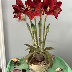 Tall Silk Floral  of Amaryllis Bulbs. 28” Tall