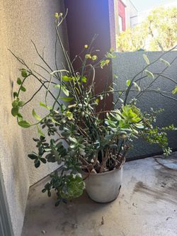 Large Indoor/Outdoor Plants