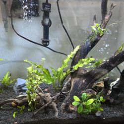 20 Gal Fish Tank