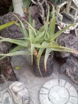 Aloe Vera Plant – Easy Care, Fast Growing
Planta Aloe Vera – Fácil Cuidado y Crecimiento Rápido.