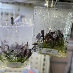 Echinodorus sp. “Aflame” in Agar - Vibrant Aquarium Plant - Tissue Culture Aquatic Plant For Aquascaping Terrariums Aquascape Fish Tanks 