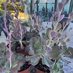 Echiveria Plants