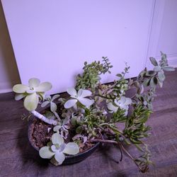 Large Assortment of Succulents 