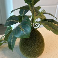 IKEA Plant 🪴 