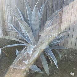 Large Agave In Box