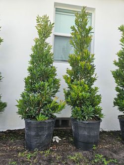 Japanese Blueberry  cones