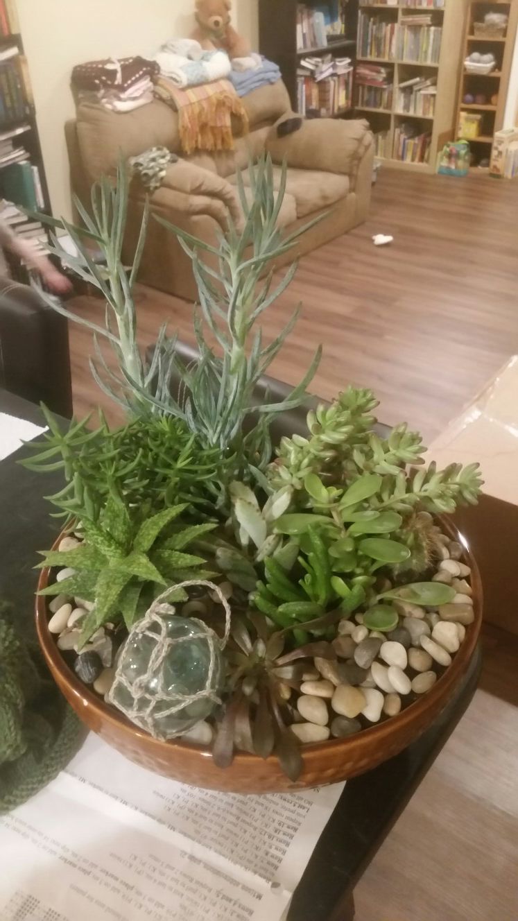 Hand made (by me!) Succulent plant arrangement!
