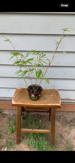 Bamboo Bonsai 21 inches