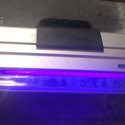 Black Light / Ultraviolet Light 