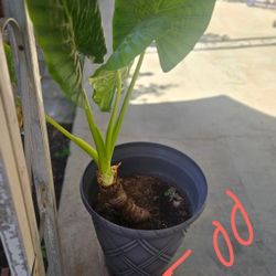 PLANTS