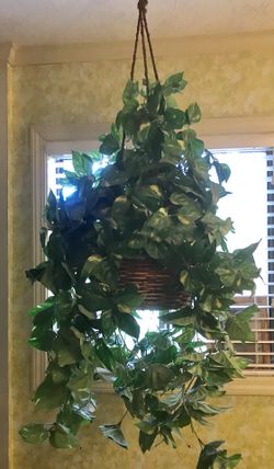 Silk pothos hanging basket