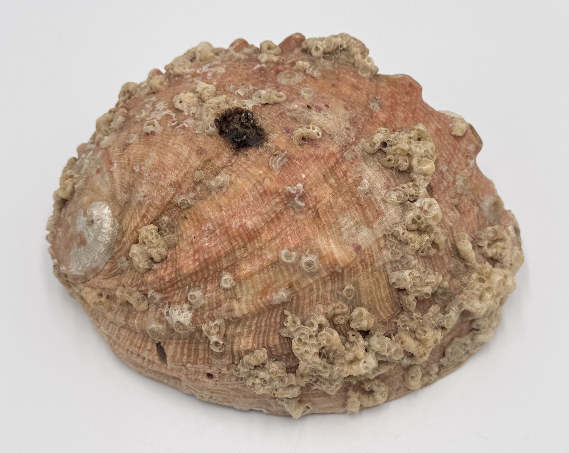 Large Red Abalone Shell Haliotis Rufescens Iridescent Pearlescent Purple Pink 7"