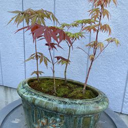 Maple  Japan 11 Inches 