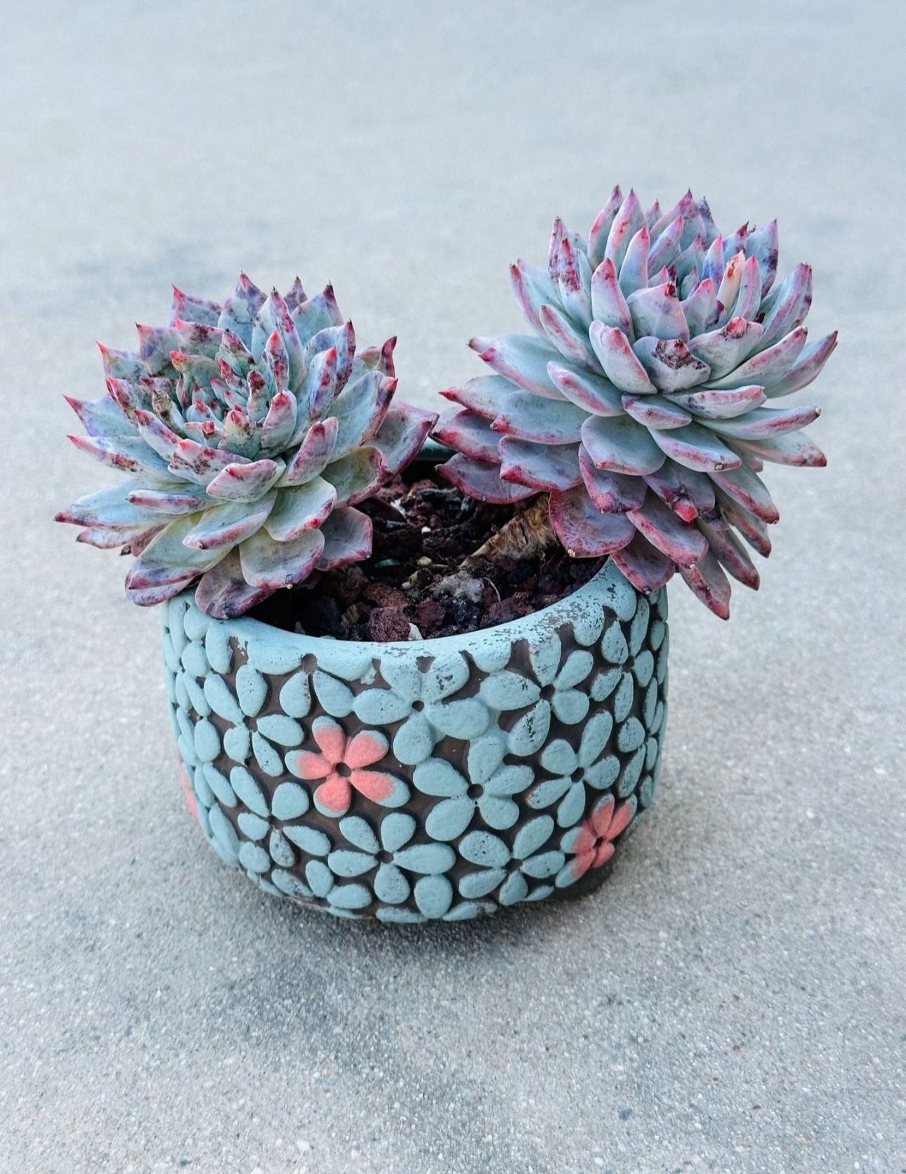 Succulents plants 🪴 (Echeveria Blue Bird)