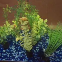 20 Gallon Aquiriam Plus Accessory 