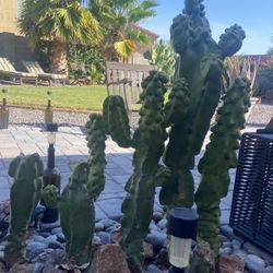 Toading Pole Southwest Plants For Sale Per Piece 