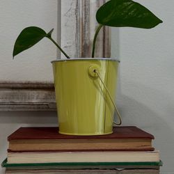 Golden Pothos Plant in Yellow Bucket 