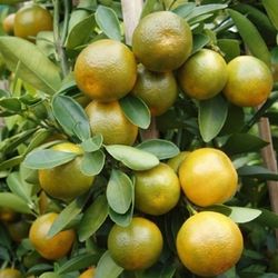 Calamansi/ Calamondin Plants 