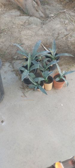 Blue Agaves From Just $2
