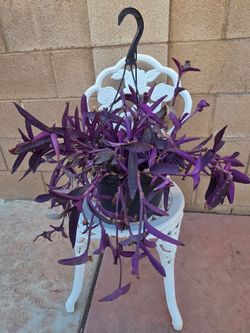 Hanging hard purple plant