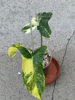 Philodendron Florida Beauty x Paraiso Variegated