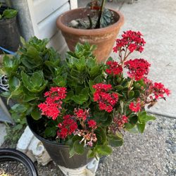 begonia roja