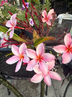 Plumeria cuttings ready to plant from 5 up 10last photo is 5 dollars