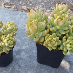 succulent plants big for $10, small for $7