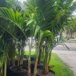 Beautiful Christmas Palms!!! Adonidias Plants About 6 Feet Tall!! Fertilized 