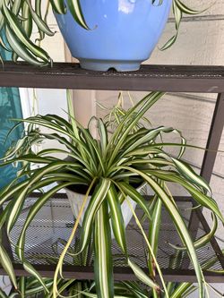 Spider Plant