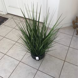 Plant “DECOR” In A Very nice BLACK Pot
